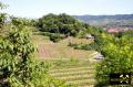 Hochfläche des Lützelberg bei Sasbach am Kaiserstuhl, Baden-Württemberg, (D) (3) 10. Mai 2015.JPG